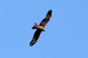 LES SORTIES NATURE : DÉCOUVERTE DES RAPACES