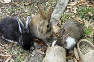 Fermes pédagogiques éphémères