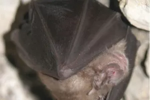 La nuit de la chauve-souris au Château d’Assier