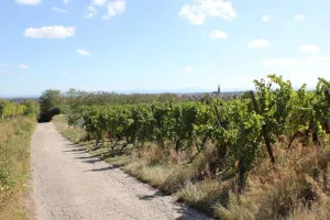 Petit-déj' en calèche : déambulation au coeur de la vigne