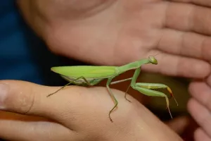 Récré nature - Mantes religieuses
