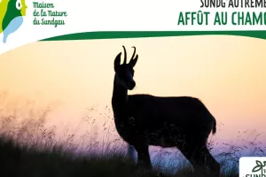 Affût au chamois - À partir de 8 ans