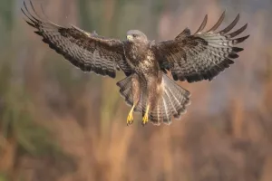 Le grand vol des rapaces