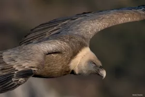 Découvrir les vautours du Verdon