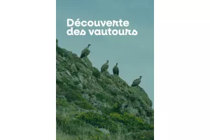 Découverte des vautours