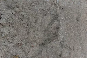 Traces et empreintes