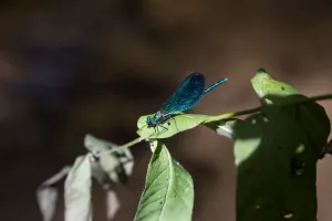 L'été de l'Office : Balade naturaliste sur les bords de l'Eyre