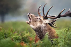 Les amours du Cerf