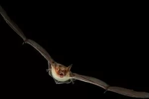 Fascinantes Chauves-souris