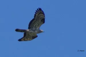 CONFÉRENCE "LA MIGRATION DES OISEAUX "