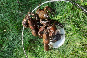 SORTIE PÊCHE AUX ÉCREVISSES