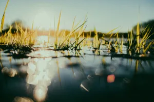 Sortie Nature : Promenade ichtyologique Pamprousienne
