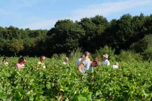 Vignes Vins Randos à Thoré-la-Rochette