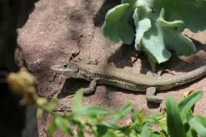 SORTIE REPTILES