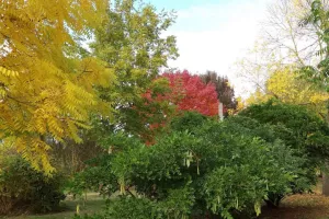 Les arbres et arbustes à belle coloration automnale