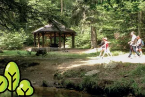Sorties Sylvothérapie - Bains de forêt