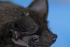 Découverte des chauves-souris en Lorraine