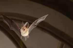 Nuit internationale de la chauve-souris