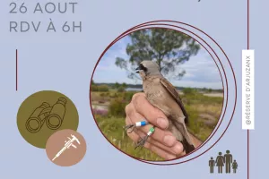 Baguage de passereaux