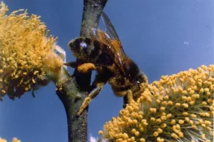 Les Abeilles du Périgord