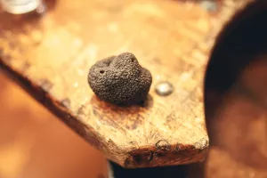 MARCHÉ AUX TRUFFES & PRODUITS DE L'AUDE