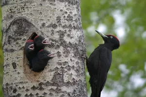 Sortie nature - Oiseaux des forêts