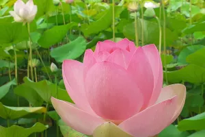 Retraite Yoga & pleine conscience