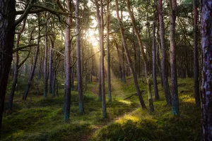 Randonnée en forêt de Chizé