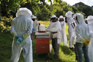 Découverte de l’apiculture