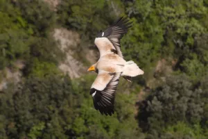 Les vautours de la vallée de l'Ibie