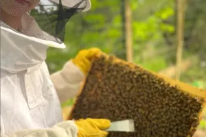 Visite du rucher d'Éragny-sur-Oise et dégustation de miel