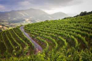 La guinguette des vignerons