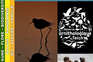 LANDES DE GASCOGNE - Les visiteurs du soir à la réserve ornithologique du Teich