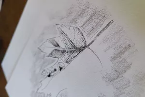 Atelier de dessin botanique pour adultes