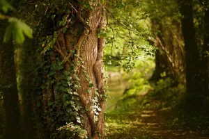 Bain de forêt
