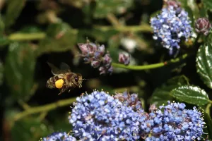 Découverte des abeilles