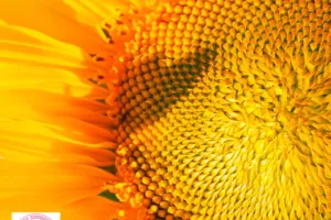 Rendez-vous au Jardin