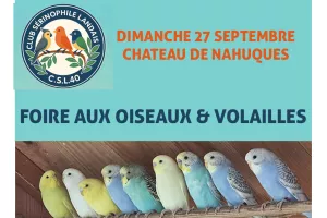 Foire aux oiseaux & volailles