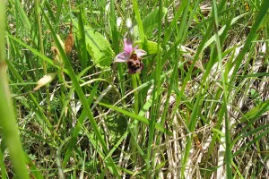 Sortie Nature : J'agis pour la nature