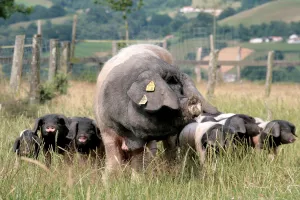 Visite "du groin au festin Pierre Oteiza"