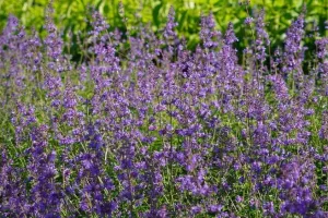 Histoire d’une plante : la cataire