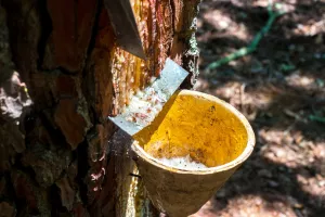 L'été de l'Office : À la découverte de la palombière et du gemmage à Belin-Béliet