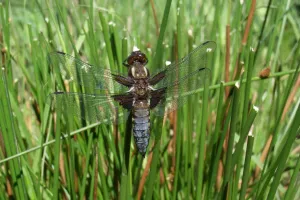 Papillons et libellules