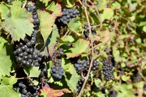 Sortie dans le vignoble