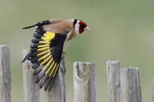 Animation de la LPO : Observons les oiseaux
