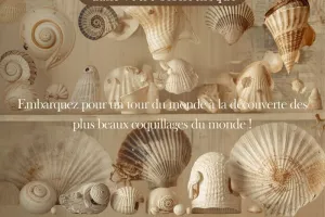 Exposition Coquillages