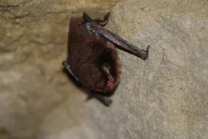 Chauve qui peut ! Des souris volantes !