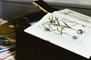 Été Artistique -  Atelier Bas relief Botanique en plâtre avec Marie Laure