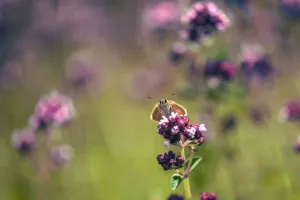 Balade naturaliste : la danse des papillons