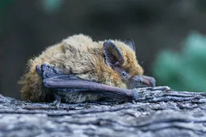 Sortie chauves-souris